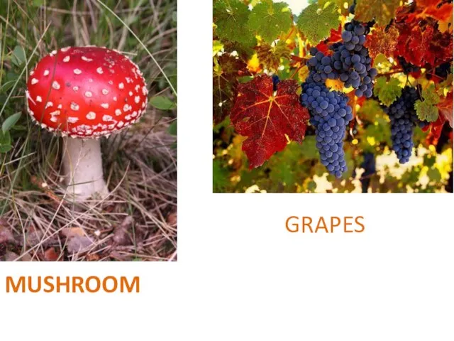 MUSHROOM GRAPES