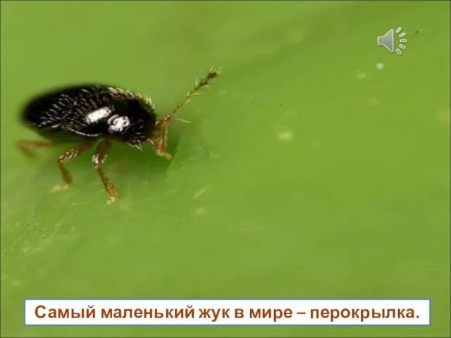 Самый маленький жук в мире – перокрылка.