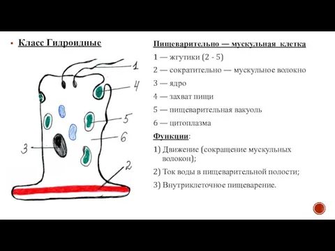 Класс Гидроидные Пищеварительно — мускульная клетка 1 — жгутики (2 - 5)