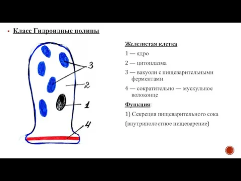 Класс Гидроидные полипы Железистая клетка 1 — ядро 2 — цитоплазма 3