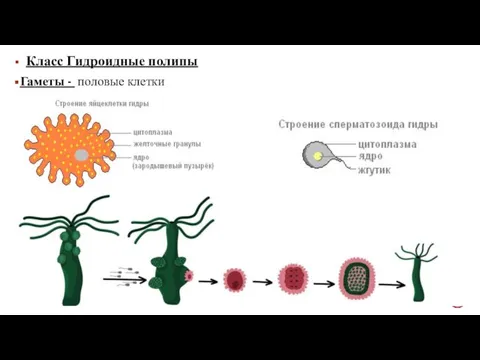 Класс Гидроидные полипы Гаметы - половые клетки