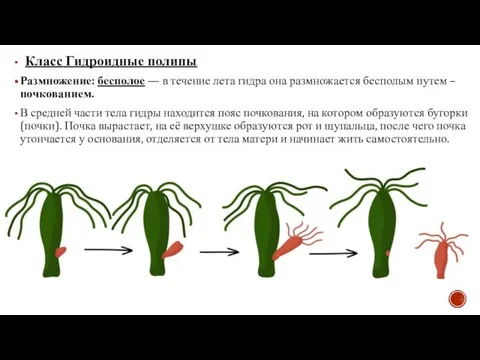 Класс Гидроидные полипы Размножение: бесполое — в течение лета гидра она размножается