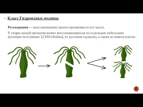 Класс Гидроидные полипы Регенерация — восстановление целого организма из его части. У