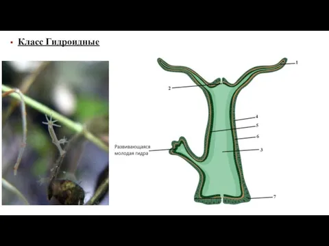 Класс Гидроидные