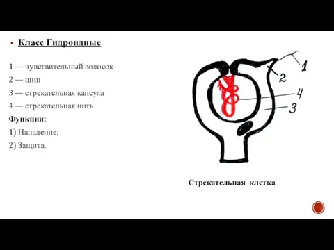 Класс Гидроидные Стрекательная клетка 1 — чувствительный волосок 2 — шип 3