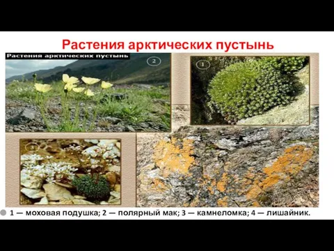 Растения арктических пустынь 1 — моховая подушка; 2 — полярный мак; 3