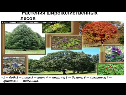 Растения широколиственных лесов 1 — дуб; 2 — липа; 3 — клен;