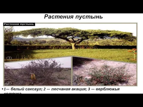 Растения пустынь 1— белый саксаул; 2 — песчаная акация; 3 — верблюжья колючка.