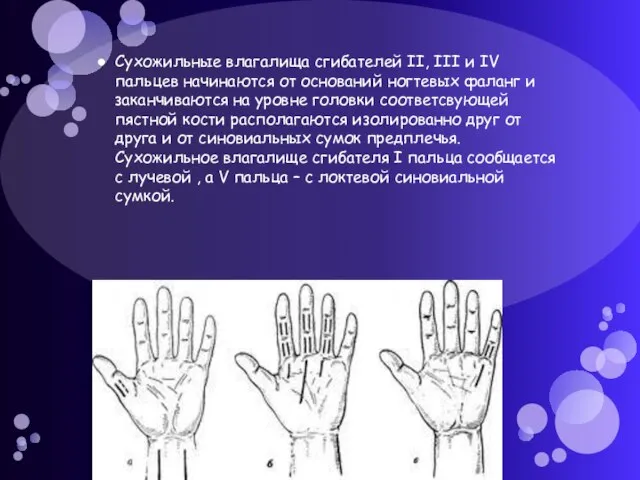 Сухожильные влагалища сгибателей II, III и IV пальцев начинаются от оснований ногтевых