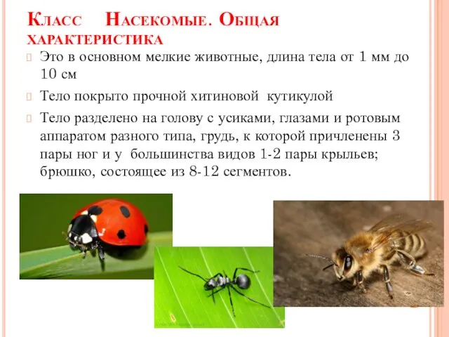 Класс Насекомые. Общая характеристика Это в основном мелкие животные, длина тела от