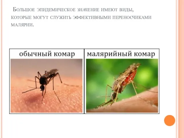 Большое эпидемическое значение имеют виды, которые могут служить эффективными переносчиками малярии.