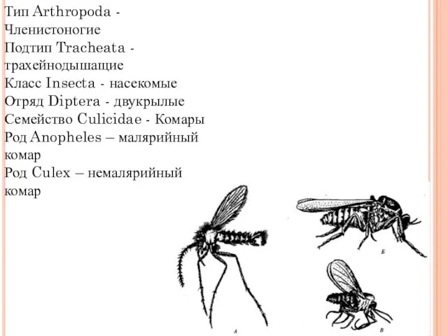 Тип Arthropoda - Членистоногие Подтип Tracheata - трахейнодышащие Класс Insecta - насекомые