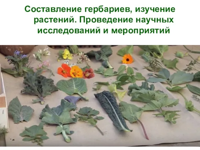 Составление гербариев, изучение растений. Проведение научных исследований и мероприятий