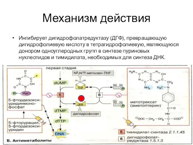 Механизм действия Ингибирует дигидрофолатредуктазу (ДГФ), превращающую дигидрофолиевую кислоту в тетрагидрофолиевую, являющуюся донором