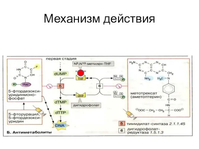 Механизм действия