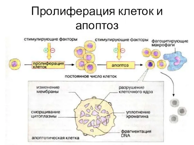 Пролиферация клеток и апоптоз