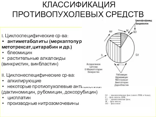 КЛАССИФИКАЦИЯ ПРОТИВОПУХОЛЕВЫХ СРЕДСТВ I. Циклоспецифические ср-ва: антиметаболиты (меркаптопурин, метотрексат,цитарабин и др.) блеомицин