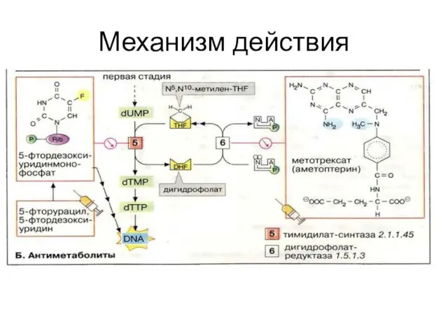 Механизм действия