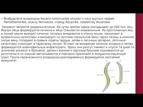 Возбудителя аскаридоза Ascaris lumbricoides относят к типу круглых червей Nemathelmintes, классу Nematoda,