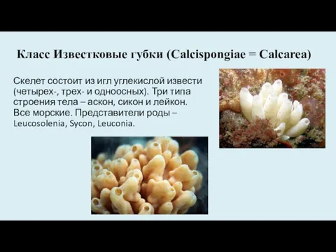 Класс Известковые губки (Calcispongiae = Calcarea) Скелет состоит из игл углекислой извести