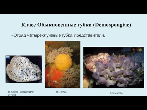 Класс Обыкновенные губки (Demospongiae) Отряд Четырехлучевые губки, представители: р. Oscarella р. Tethya р. Cliona (сверлящие губки)