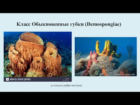 Класс Обыкновенные губки (Demospongiae) р. Poterion (кубок нептуна)