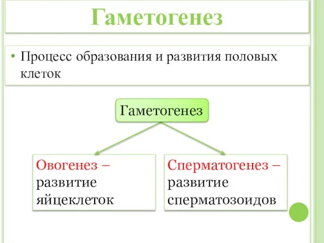 Овогенез – развитие яйцеклеток Сперматогенез – развитие сперматозоидов Гаметогенез Процесс образования и развития половых клеток Гаметогенез