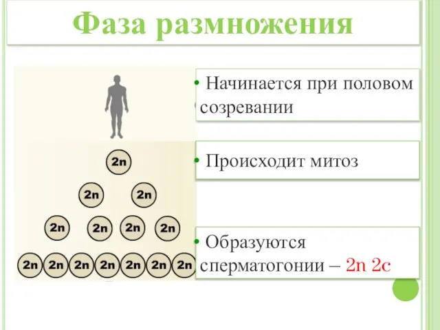 Начинается при половом созревании Происходит митоз Образуются сперматогонии – 2n 2c Фаза размножения