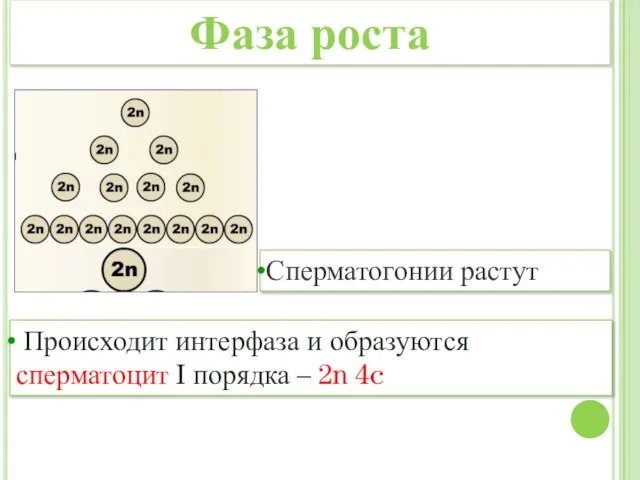 Сперматогонии растут Происходит интерфаза и образуются сперматоцит I порядка – 2n 4c Фаза роста