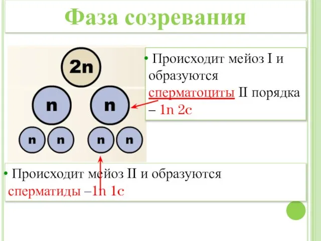 Происходит мейоз I и образуются сперматоциты II порядка – 1n 2c Происходит
