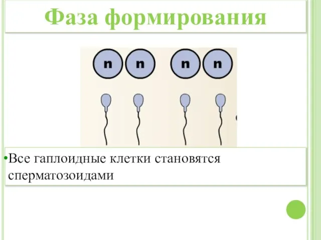 Все гаплоидные клетки становятся сперматозоидами Фаза формирования