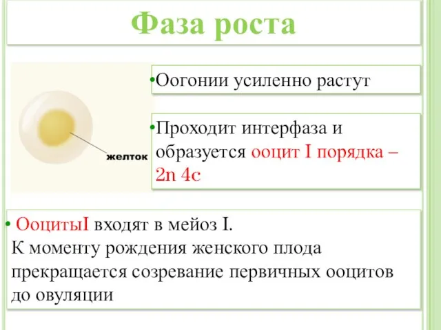 Оогонии усиленно растут Проходит интерфаза и образуется ооцит I порядка – 2n