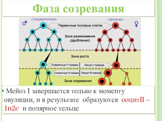 Мейоз I завершается только к моменту овуляции, и в результате образуются ооцитII