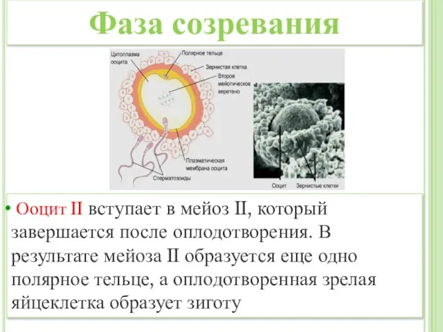 Ооцит II вступает в мейоз II, который завершается после оплодотворения. В результате