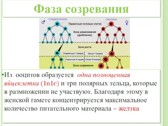 Из ооцитов образуется одна полноценная яйцеклетка (1n1c) и три полярных тельца, которые