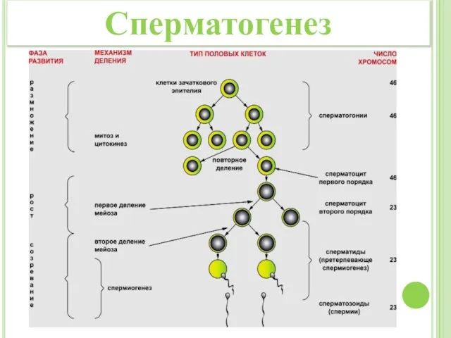 Сперматогенез