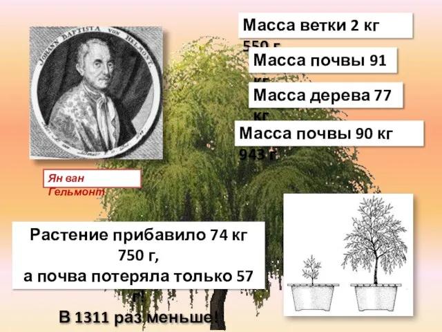 Ян ван Гельмонт Масса ветки 2 кг 550 г Масса почвы 91