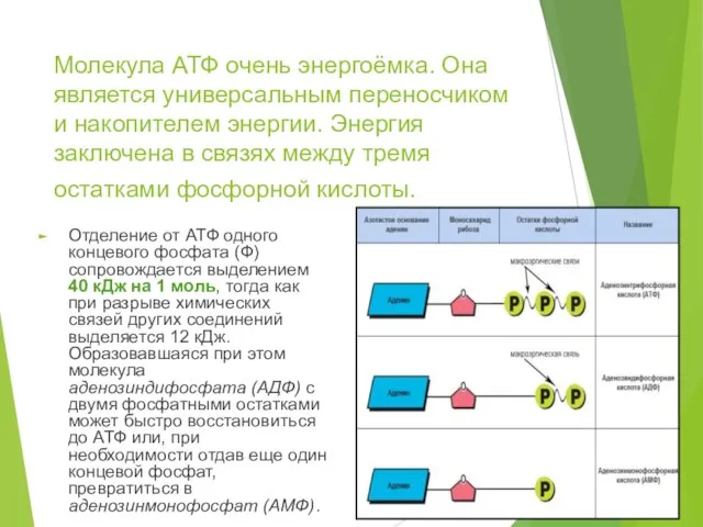 Молекула АТФ очень энергоёмка. Она является универсальным переносчиком и накопителем энергии. Энергия