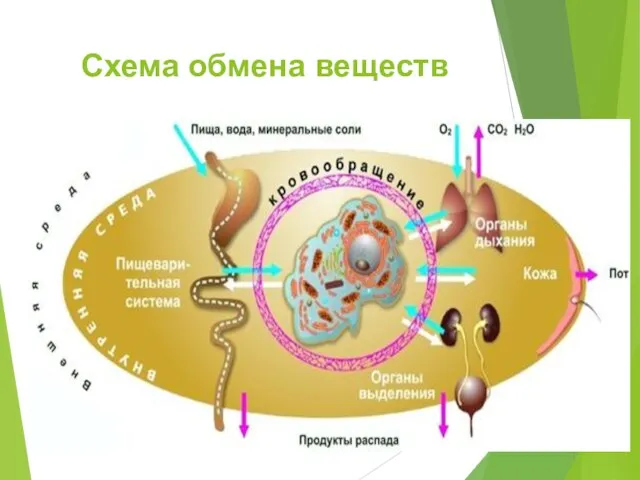 Схема обмена веществ