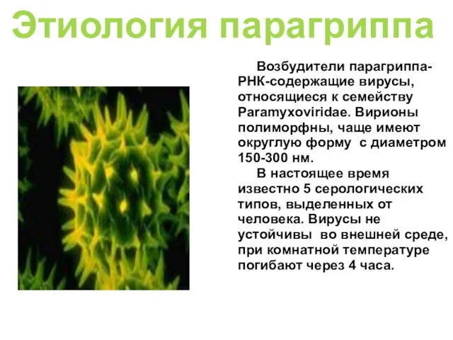 Этиология парагриппа Возбудители парагриппа- РНК-содержащие вирусы, относящиеся к семейству Paramyxoviridae. Вирионы полиморфны,