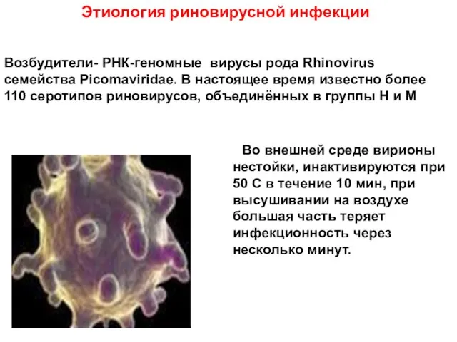 Этиология риновирусной инфекции Возбудители- РНК-геномные вирусы рода Rhinovirus семейства Picomaviridae. В настоящее