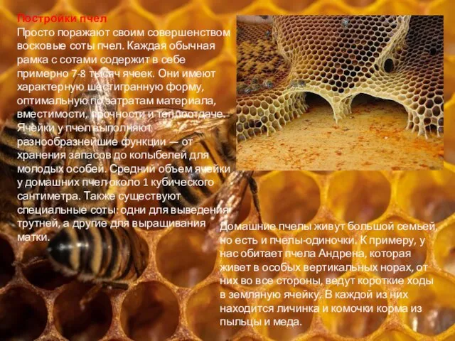 Постройки пчел Просто поражают своим совершенством восковые соты пчел. Каждая обычная рамка