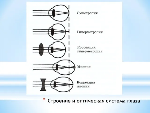 Строение и оптическая система глаза