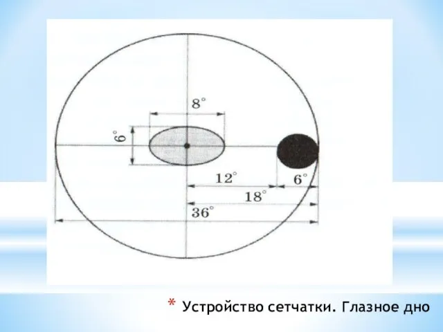 Устройство сетчатки. Глазное дно