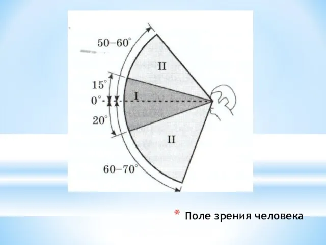 Поле зрения человека