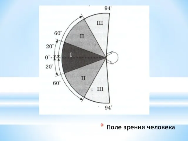 Поле зрения человека