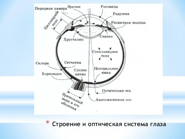 Строение и оптическая система глаза