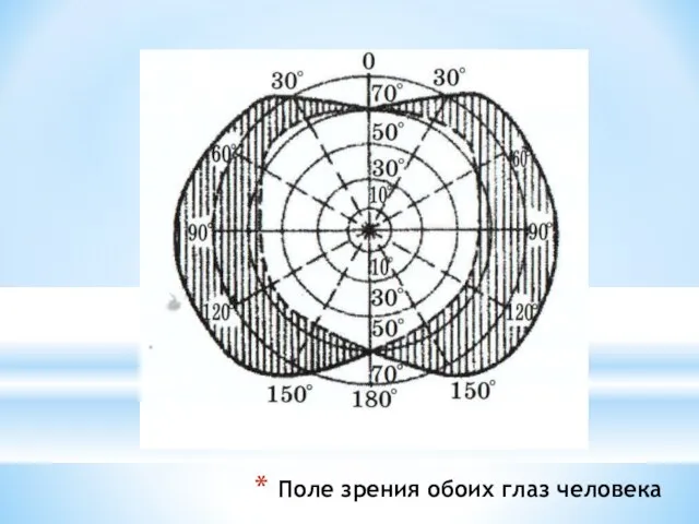 Поле зрения обоих глаз человека