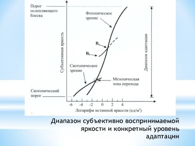 Диапазон субъективно воспринимаемой яркости и конкретный уровень адаптации