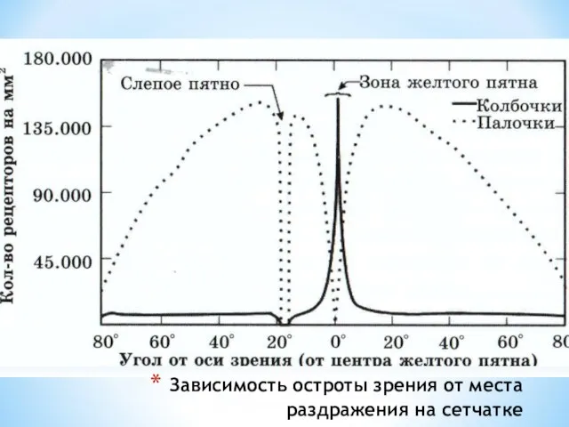 Зависимость остроты зрения от места раздражения на сетчатке